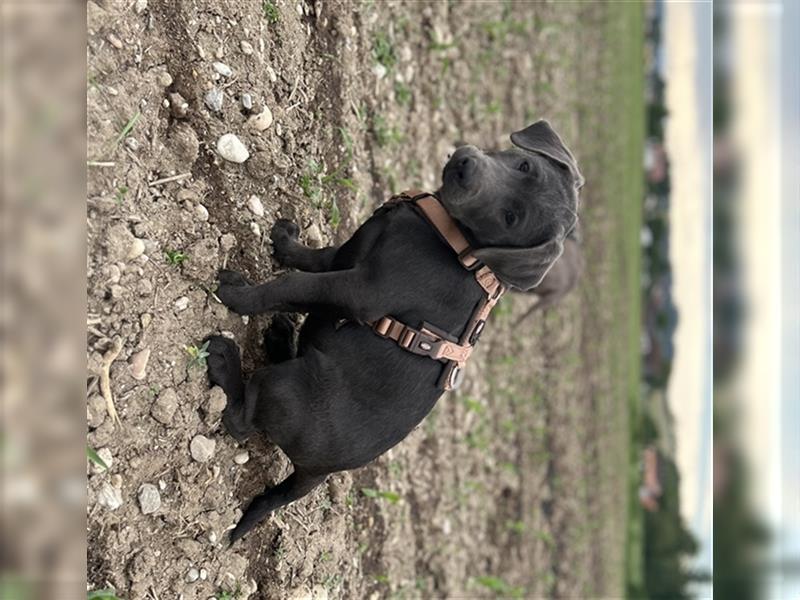 Labrador Welpen