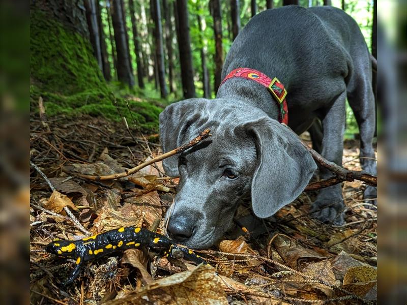 Feine Labmaraner Welpen abzugeben Labrador x Weimaraner