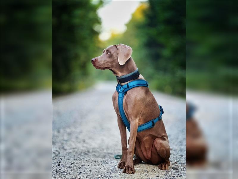 Feine Labmaraner Welpen abzugeben Labrador x Weimaraner