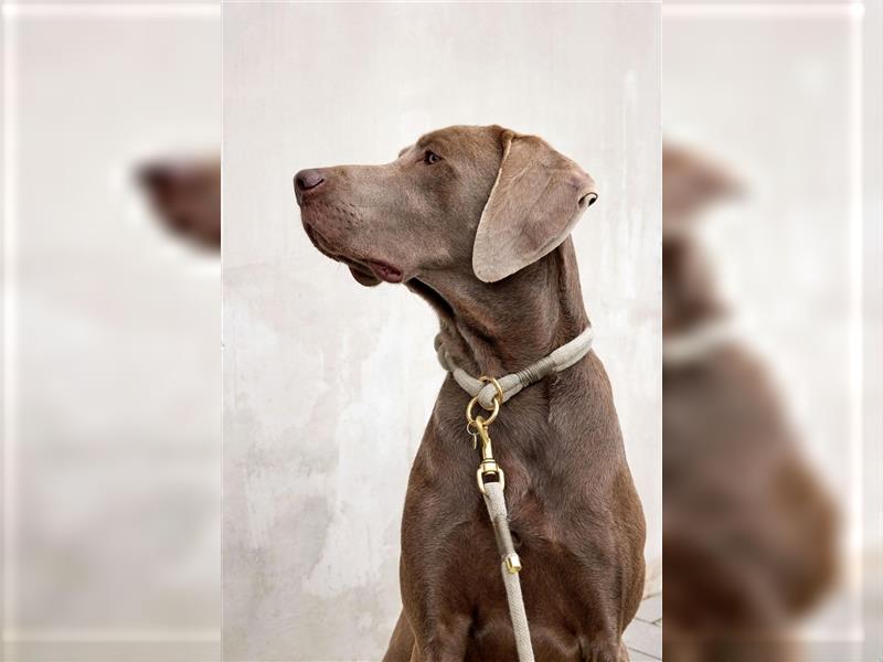 Feine Labmaraner Welpen abzugeben Labrador x Weimaraner