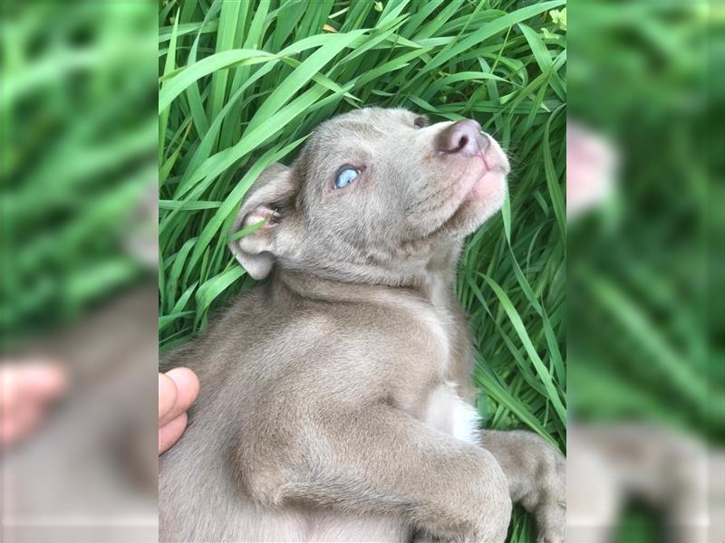 Feine Labmaraner Welpen abzugeben Labrador x Weimaraner