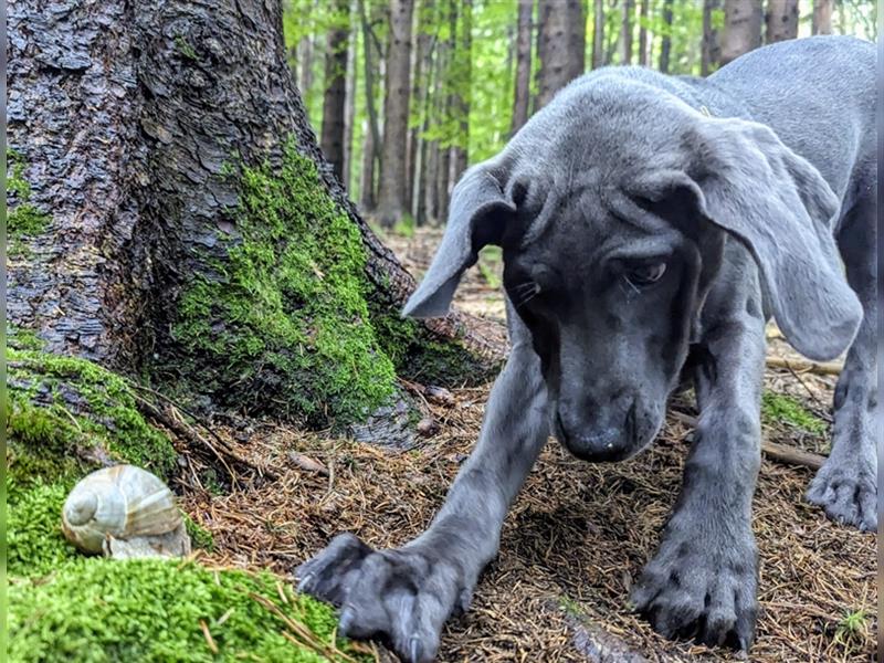 Feine Labmaraner Welpen abzugeben Labrador x Weimaraner