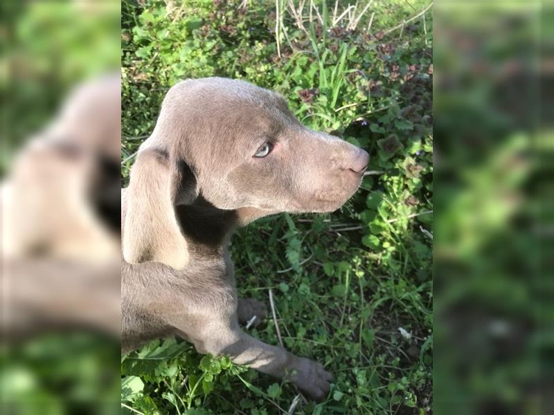 Feine Labmaraner Welpen abzugeben Labrador x Weimaraner