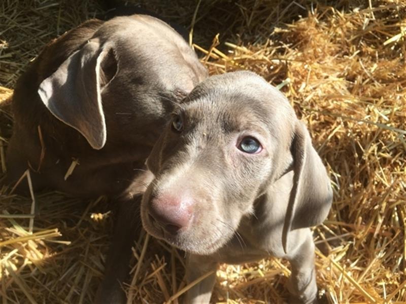 Feine Labmaraner Welpen abzugeben Labrador x Weimaraner