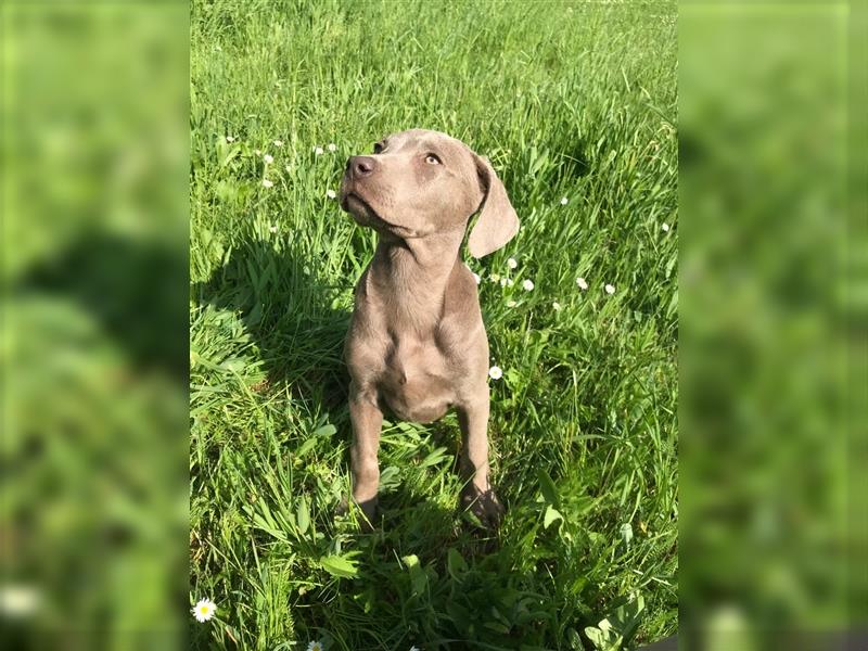 Feine Labmaraner Welpen abzugeben Labrador x Weimaraner