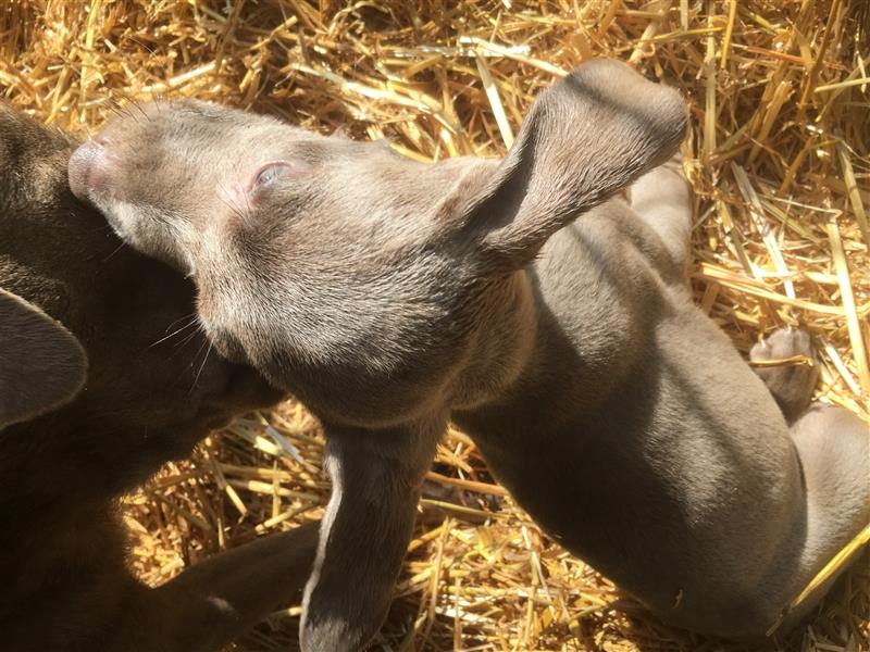 Feine Labmaraner Welpen abzugeben Labrador x Weimaraner