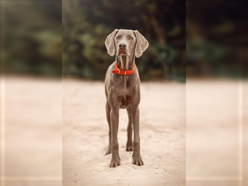 Feine Labmaraner Welpen abzugeben Labrador x Weimaraner