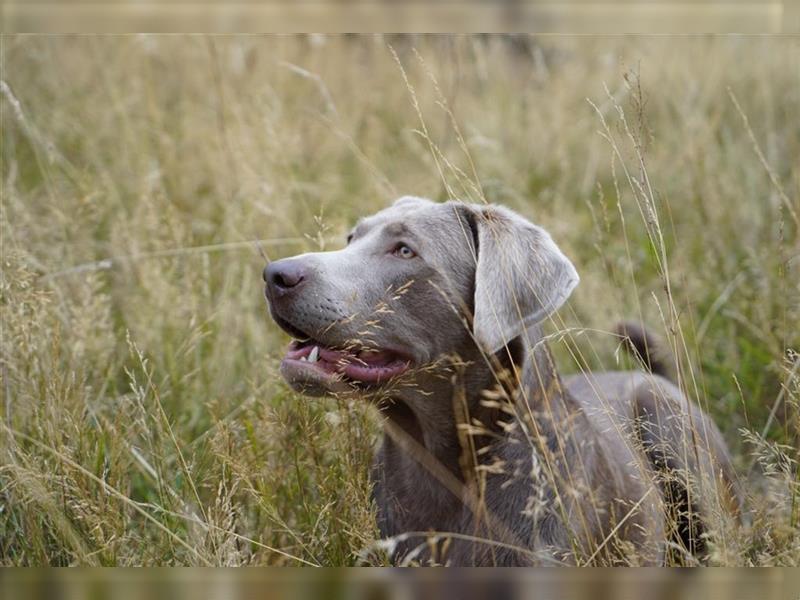 Feine Labmaraner Welpen abzugeben Labrador x Weimaraner