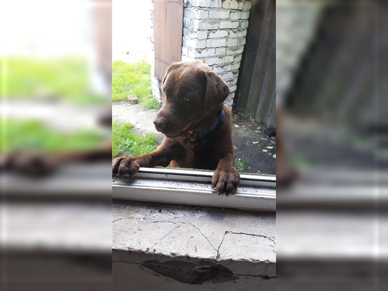 Labrador Weibchen