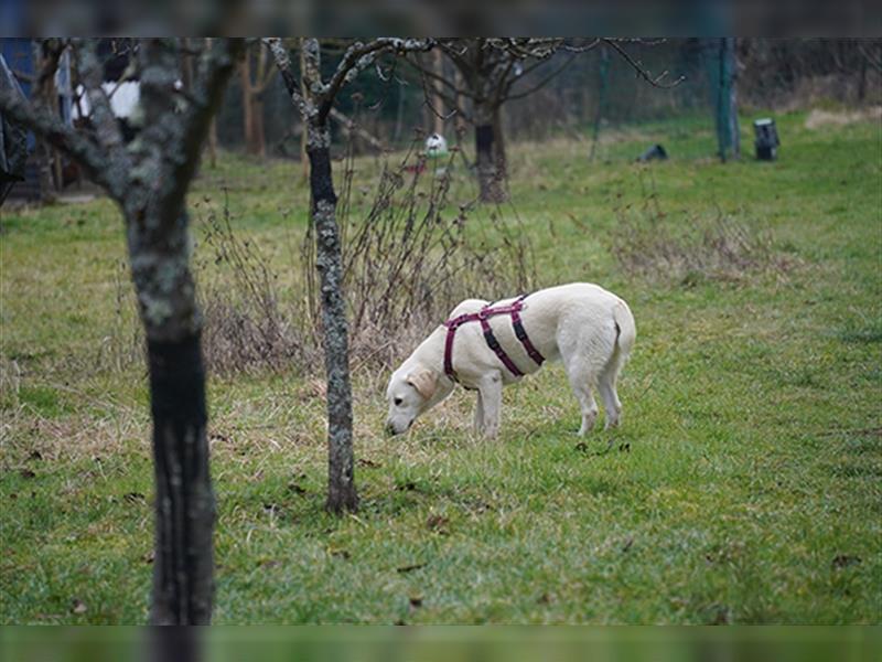 Panna Junior: Labrador Retriever Mischling
