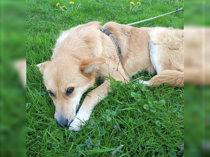 Foxy eine zarte wundervolle Hündin