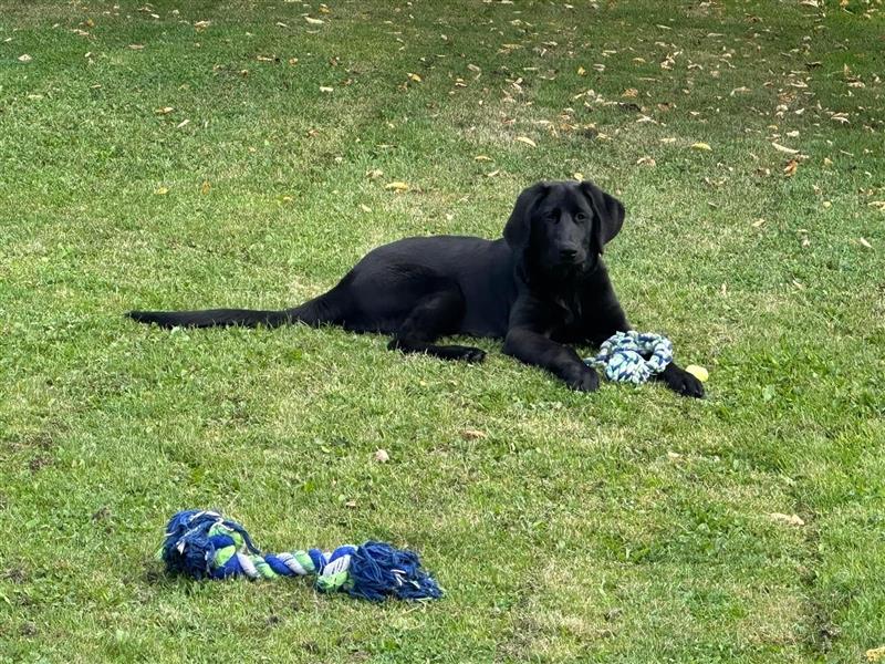 Labrador - Golden Retriever