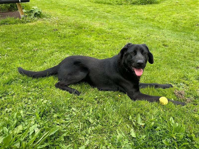 Labrador - Golden Retriever