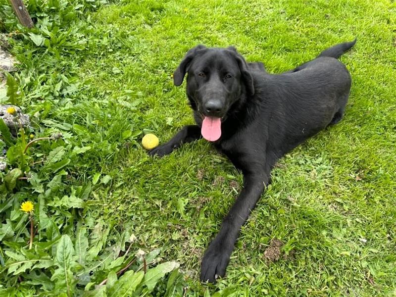 Labrador - Golden Retriever