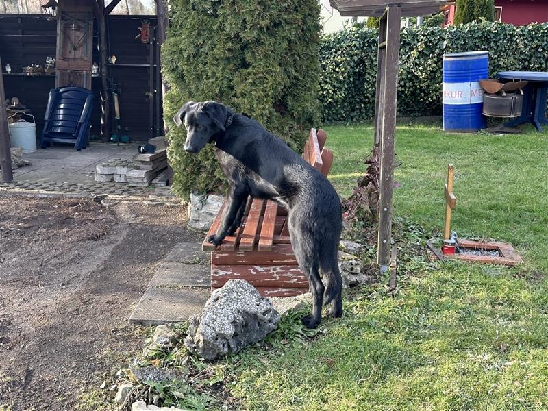 Labrador - Golden Retriever