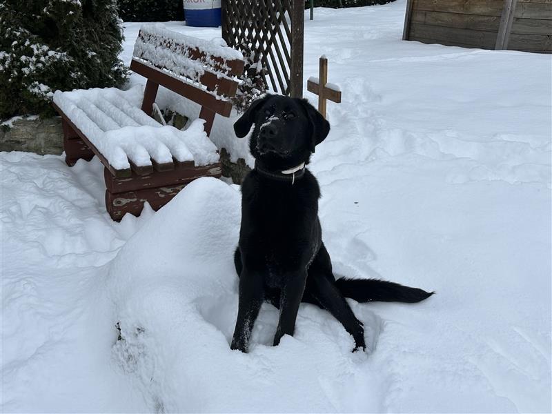 Labrador - Golden Retriever