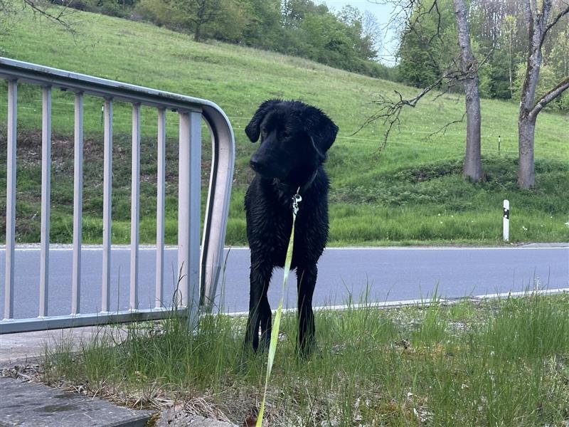 Labrador - Golden Retriever