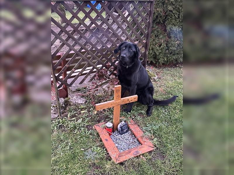 Labrador - Golden Retriever