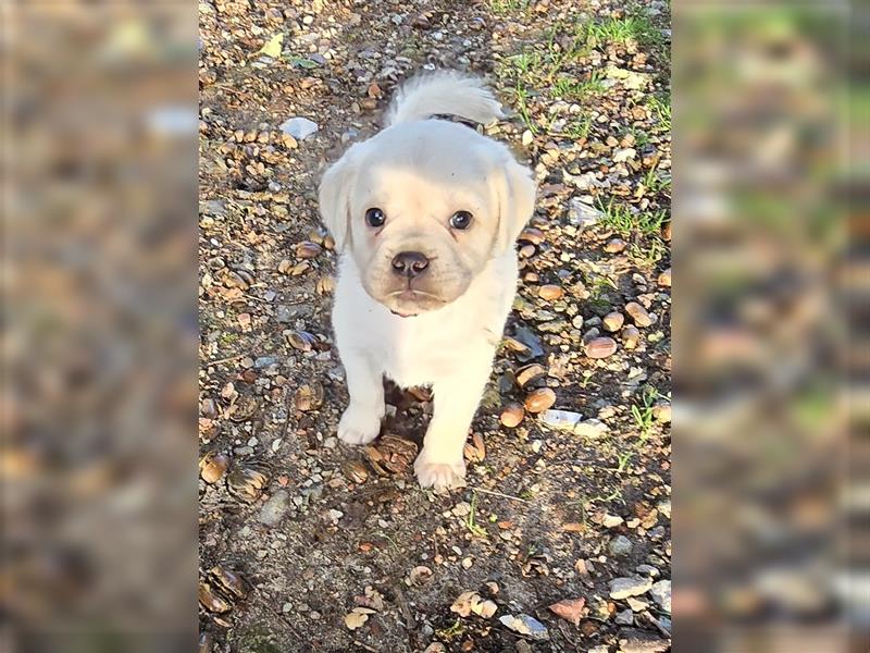 Hurra die Pugador Bande ist da.Labrador/Mops