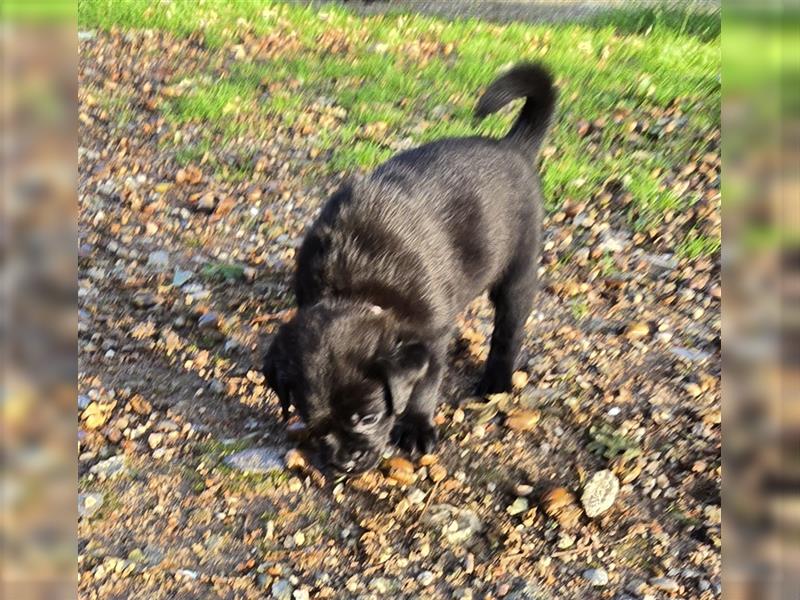 Hurra die Pugador Bande ist da.Labrador/Mops