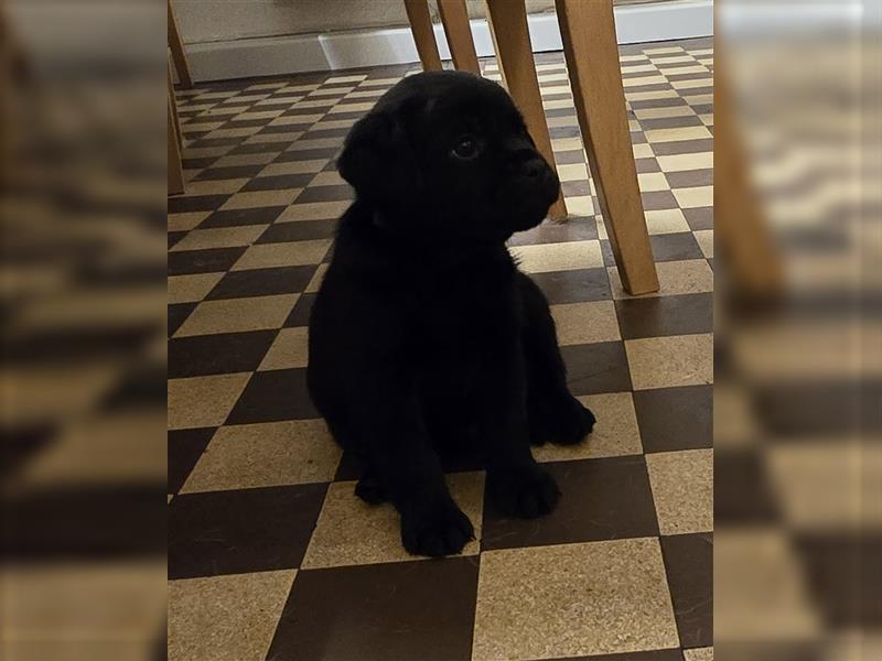 Hurra die Pugador Bande ist da.Labrador/Mops