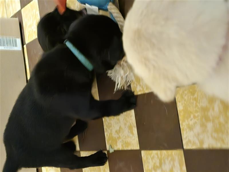 Hurra die Pugador Bande ist da.Labrador/Mops