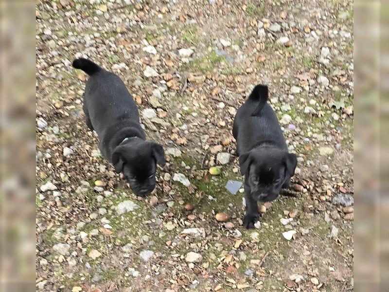 Hurra die Pugador Bande ist da.Labrador/Mops