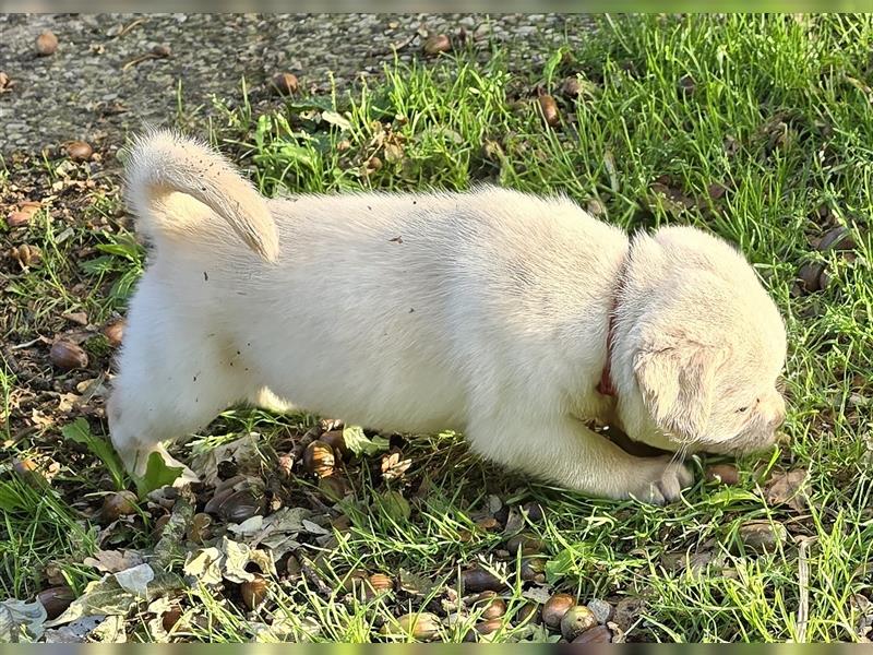 Hurra die Pugador Bande ist da.Labrador/Mops