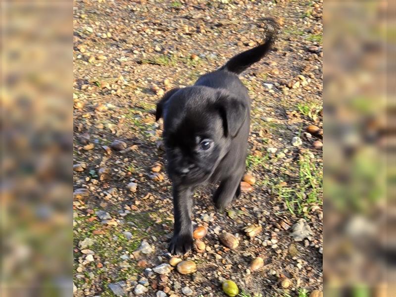 Hurra die Pugador Bande ist da.Labrador/Mops