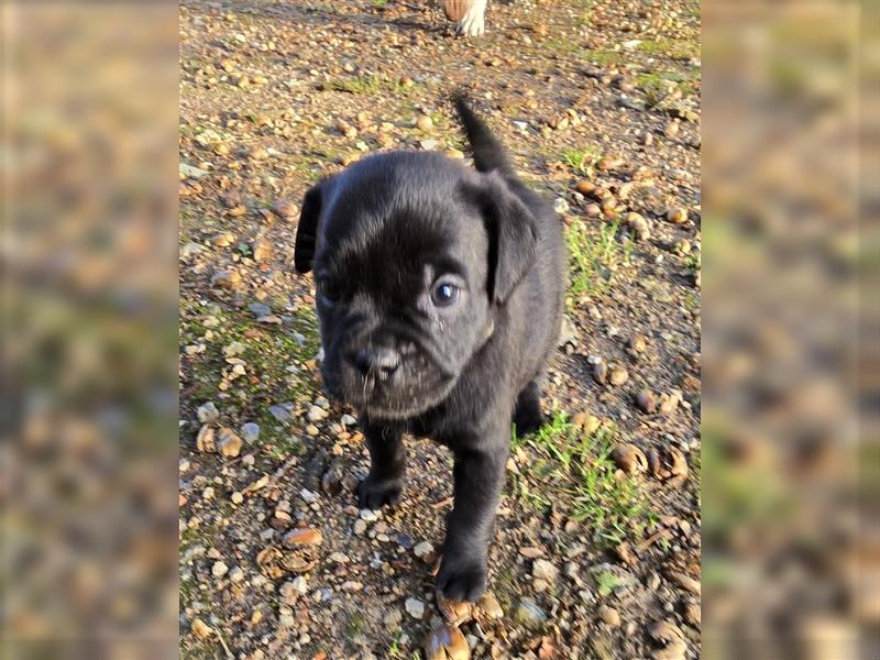 Hurra die Pugador Bande ist da.Labrador/Mops