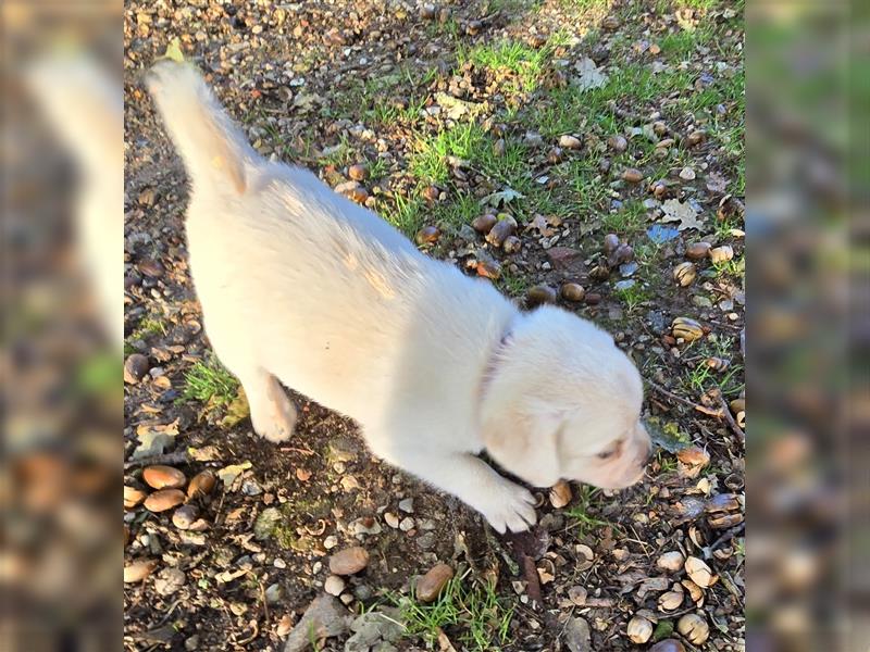 Hurra die Pugador Bande ist da.Labrador/Mops