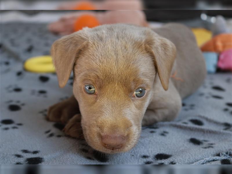 Labrador Welpen      Unsere Zwerge suchen DICH