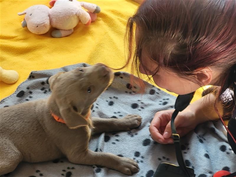 Labrador Welpen      Unsere Zwerge suchen DICH