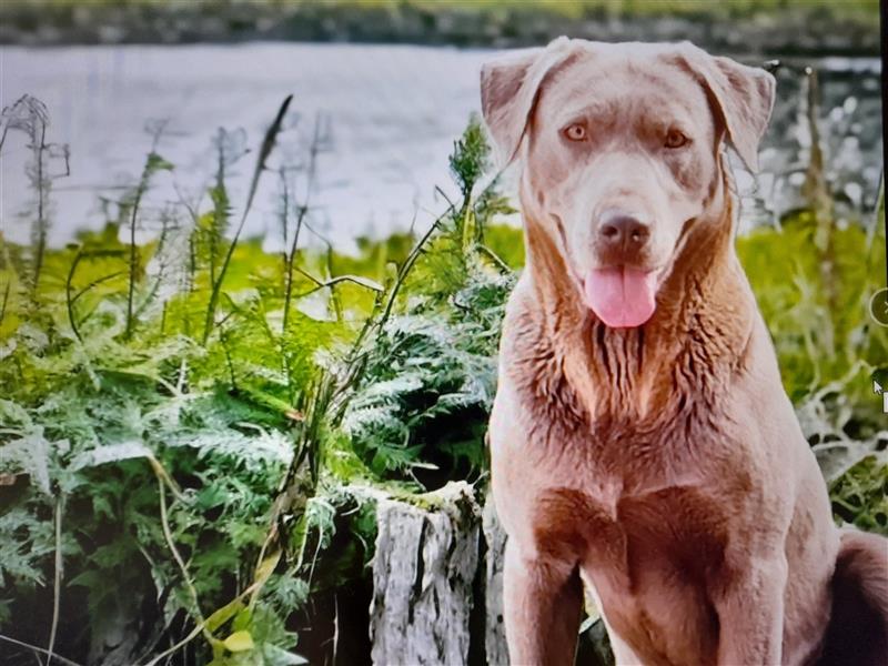 Labrador Welpen      Unsere Zwerge suchen DICH