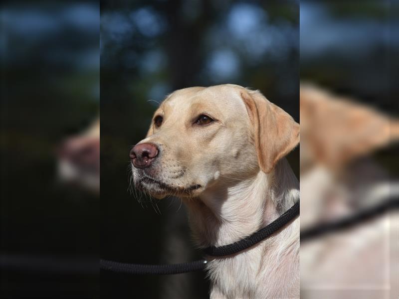 Labrador Welpen      Unsere Zwerge suchen DICH