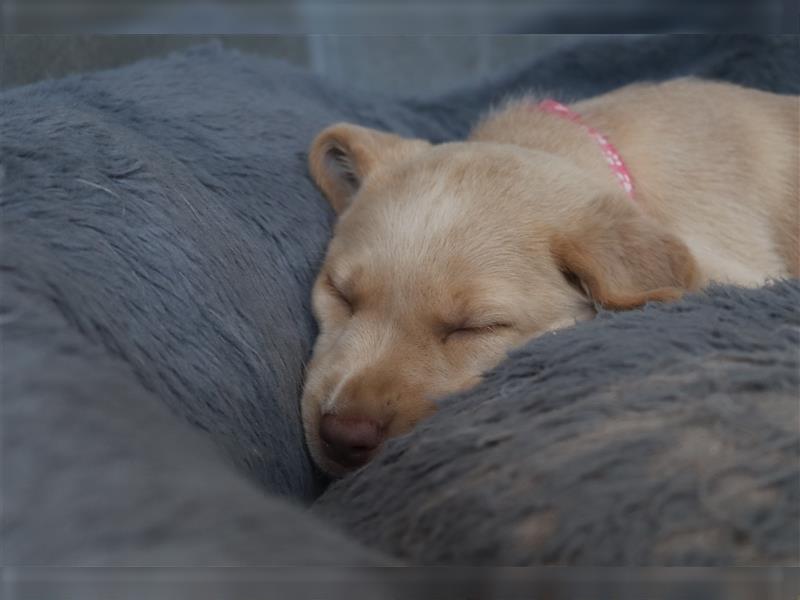 Labrador Welpen      Unsere Zwerge suchen DICH