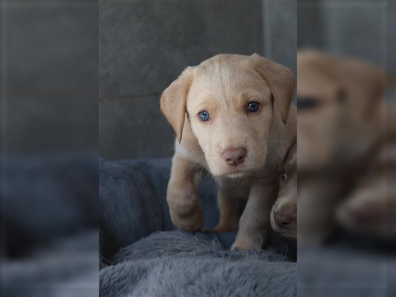 Labrador Welpen      Unsere Zwerge suchen DICH