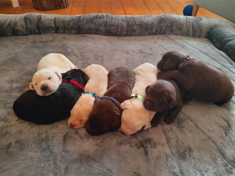 Labrador Welpen  4 weiblich 3 männlich