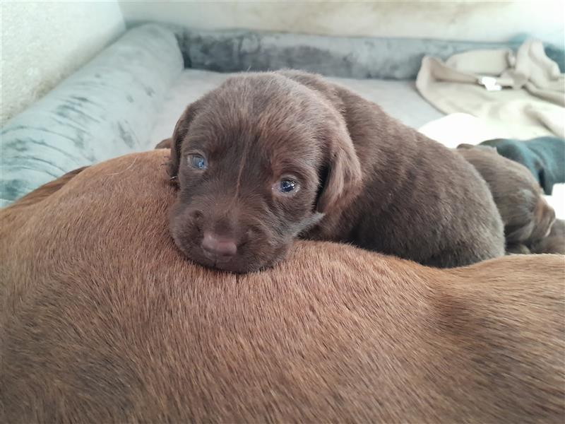 Labrador Welpen  4 weiblich 3 männlich