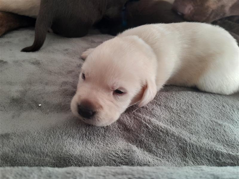 Labrador Welpen  4 weiblich 3 männlich