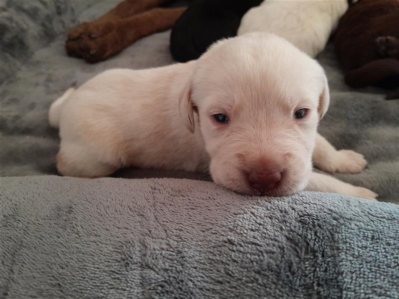 Labrador Welpen  4 weiblich 3 männlich