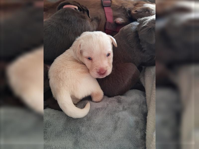 Labrador Welpen  4 weiblich 3 männlich