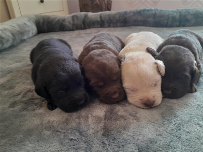 Labrador Welpen  4 weiblich 3 männlich