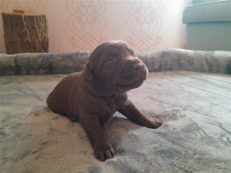 Labrador Welpen  4 weiblich 3 männlich