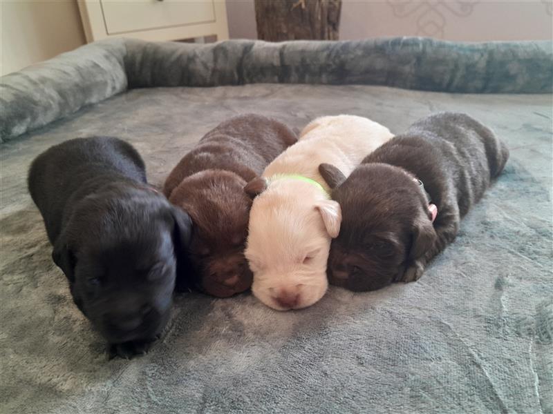 Labrador Welpen  4 weiblich 3 männlich