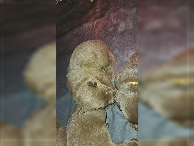 Labrador Welpen mit Ahnenpass