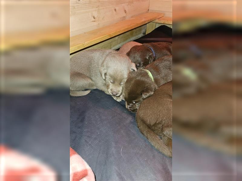 Labrador Welpen mit Ahnenpass