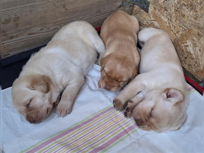 Labrador Mädchen champagner