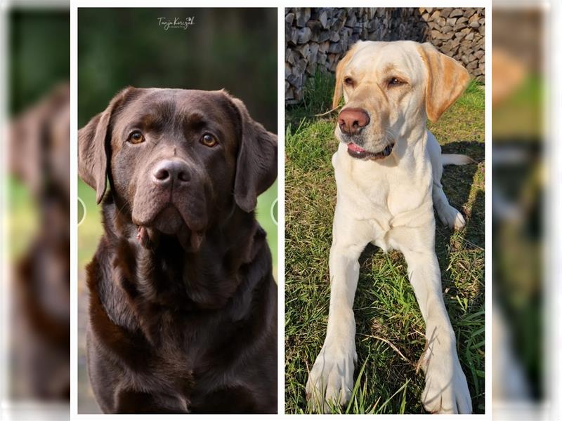 Labrador Welpen - suchen ihr 5-Sterne Zuhause