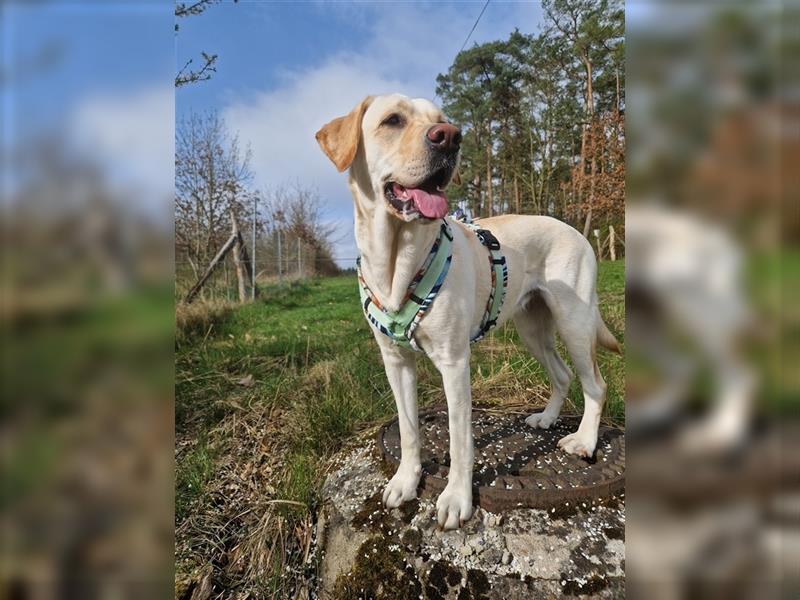 Labrador Welpen - suchen ihr 5-Sterne Zuhause